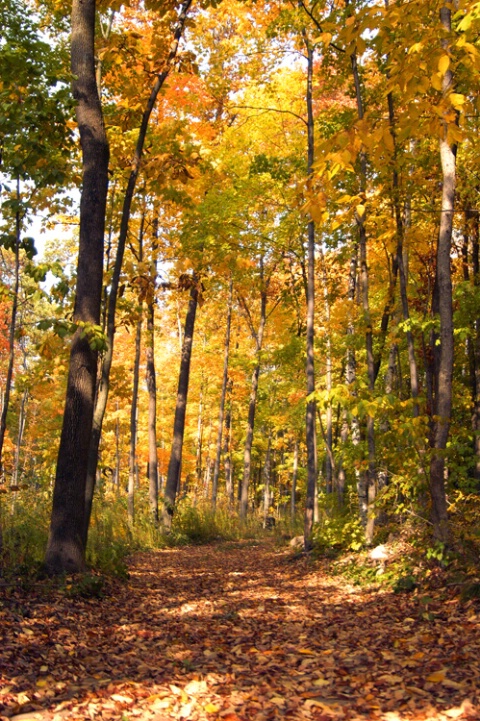 Sunny Path