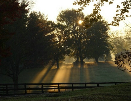 Light Through the Trees