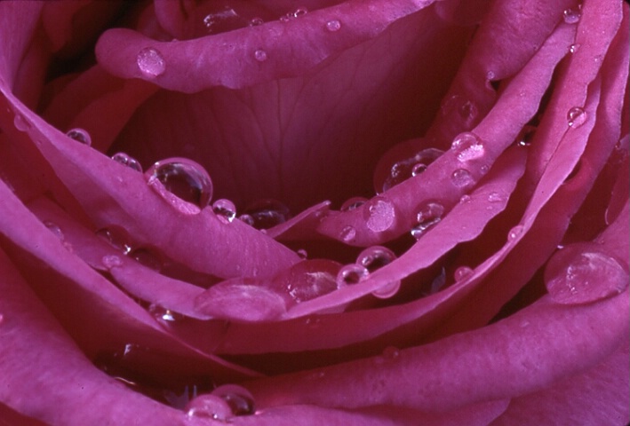 Water on Red Rose