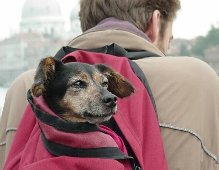 backpack doggy