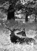 Deers