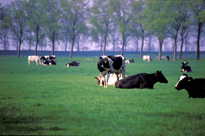 Lounging Cows