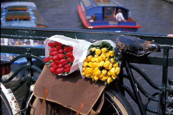 Tulips and Bicycle