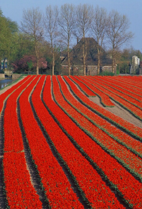 Tulip Rows and Dutch House