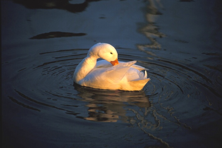 Duck in morning light