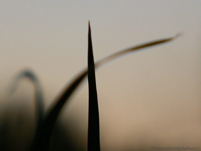 Grass Blades at Sunset - Silhouettes
