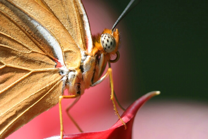 Original Photo/Butterfly Profile - ID: 208043 © Rhonda Maurer