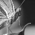 2Original Photo/Butterfly Profile - ID: 208043 © Rhonda Maurer