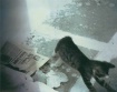 Cat´s Movement