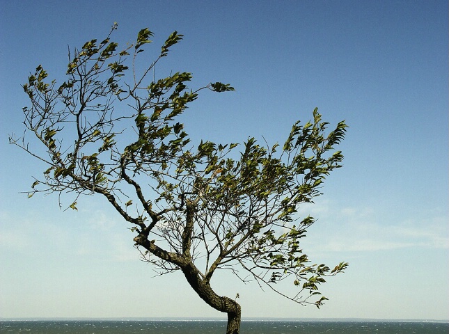 Windblown Tree