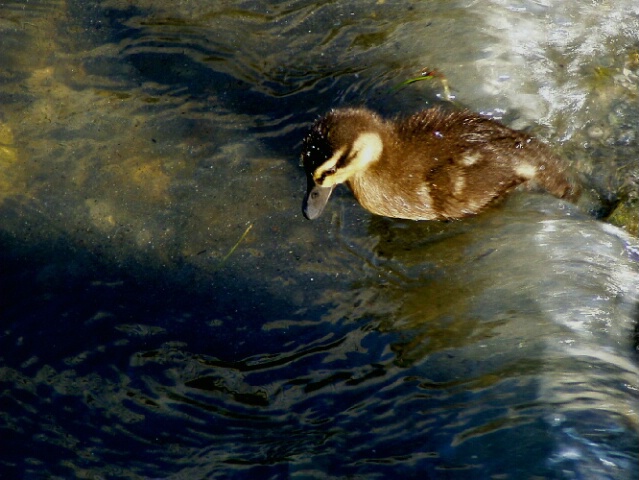 Baby Duck