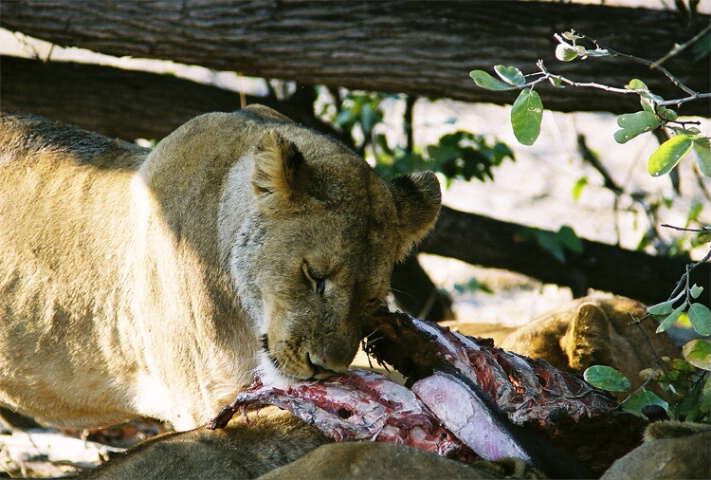 lioness feeding (close-up)
