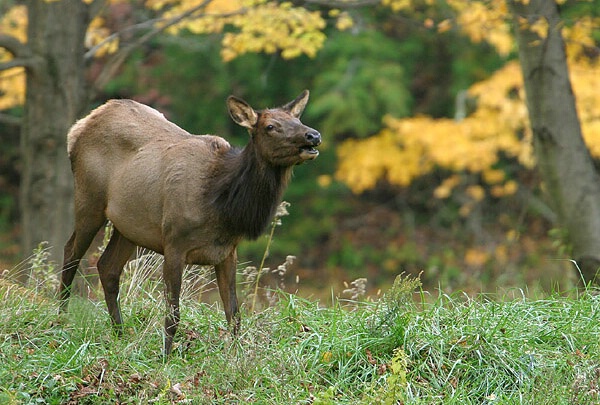 Female Elk in PA. Fall 2003