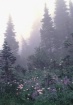 Lupine fog at Rai...