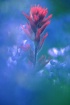 Paintbrush throug...
