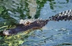 Gator painting