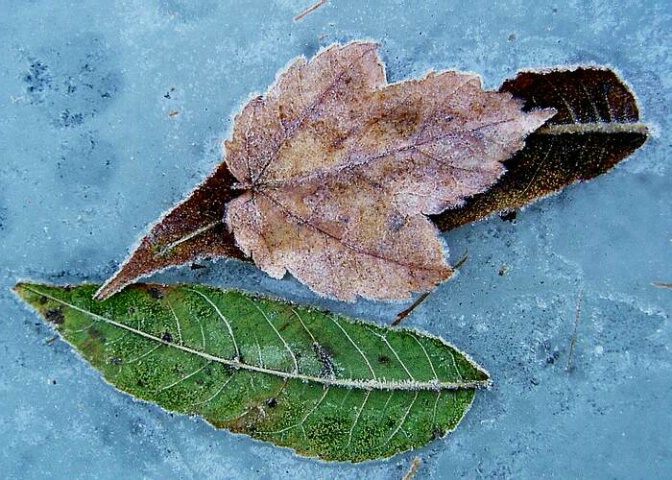 Frosty Leaves