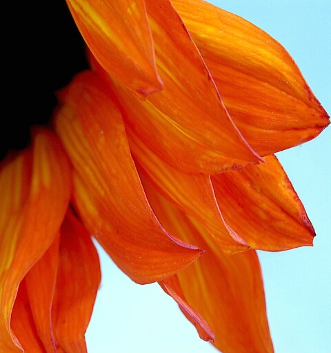 Orange Petals