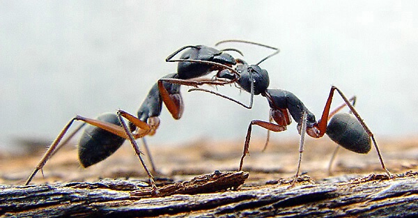 Ant Battles
