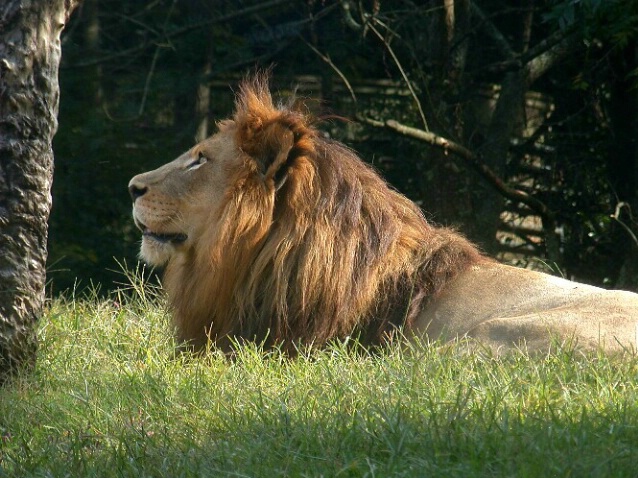 Lion Portrait in Profile - ID: 211141 © DEBORAH thompson