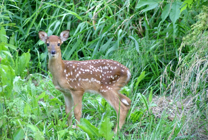 Sweet Baby - ID: 211712 © Rhonda Maurer