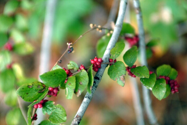 Berry Branches