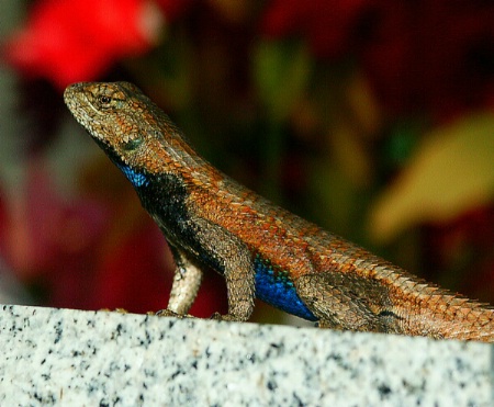 Cemetery Guardian