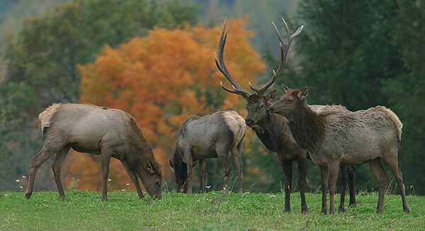 Elk Family-Pennsylvania Fall 2003