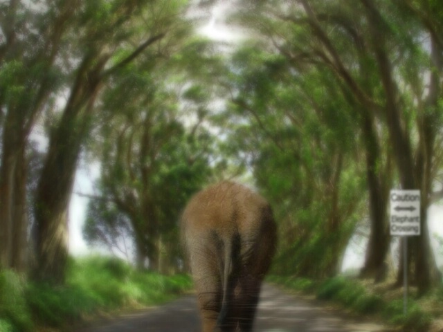 Caution: Elephant Crossing - Final Image