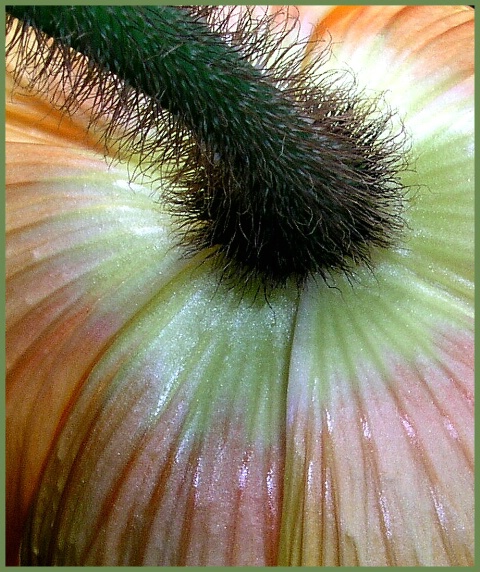 POPPY from behind.