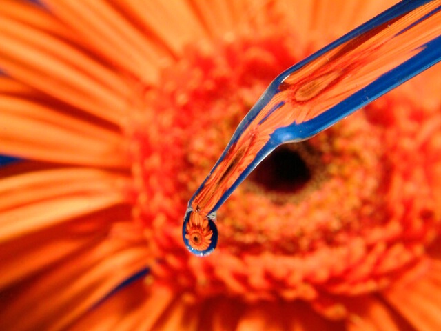 Drop Shot Gerbera