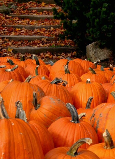 Pumpkin Pathway