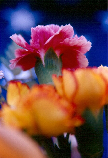 Flowers: Carnation3