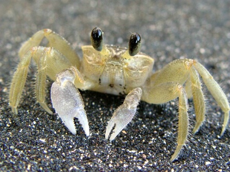 Little Crab