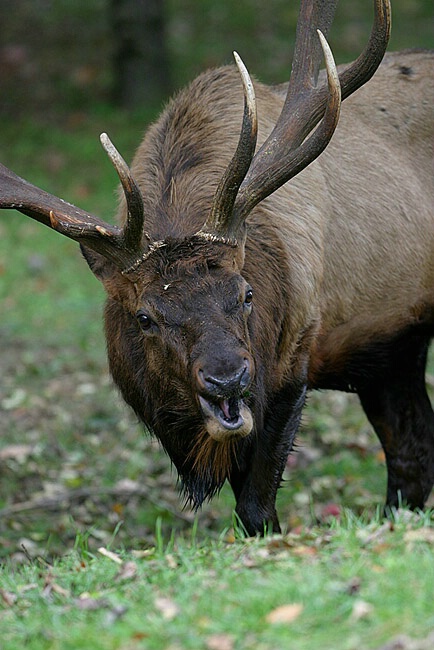 Raging Bull Elk