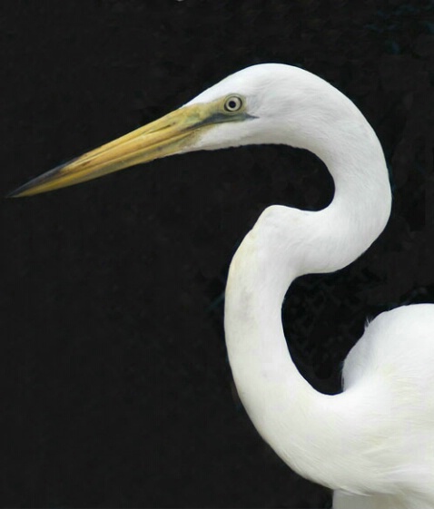 Heron Closeup