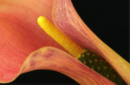 A CALLA LILY