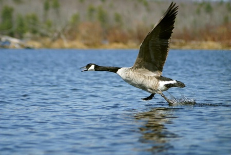 On the Wing