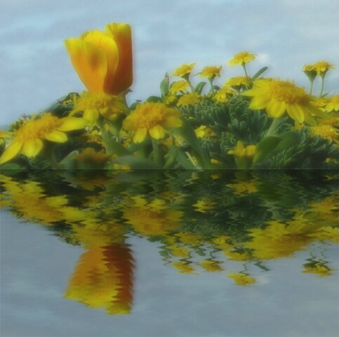 Floral Reflections - Final Image