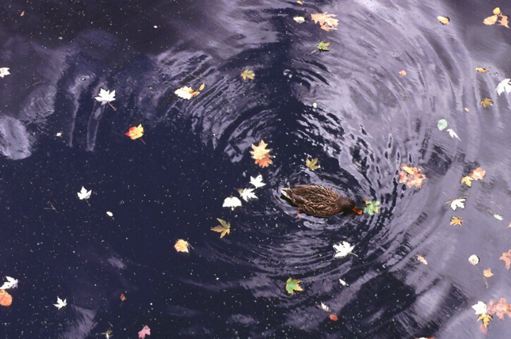 Swimming in a galaxy of leaves