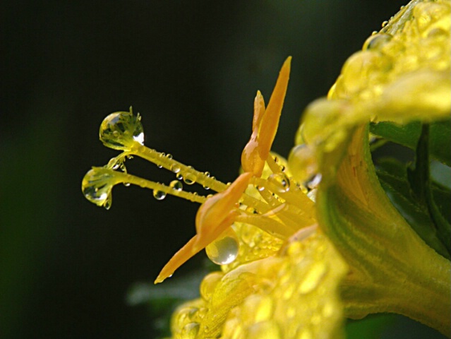 Morning Showers