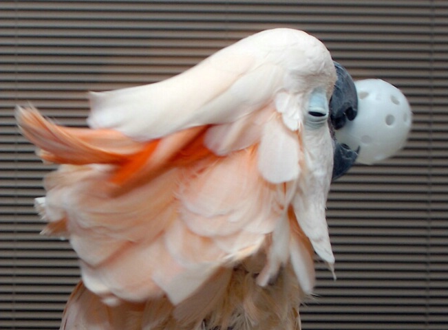 Feather Toss