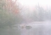 Fall fog