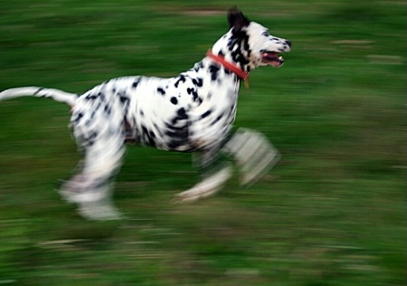 See Spot Run