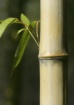 Single Bamboo