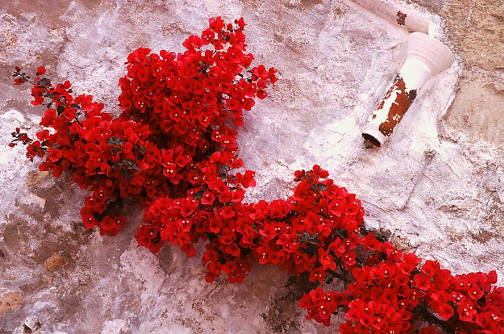 Bougainvillea and old pipe