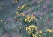 Branch at Botanic...