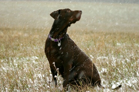 First Snow