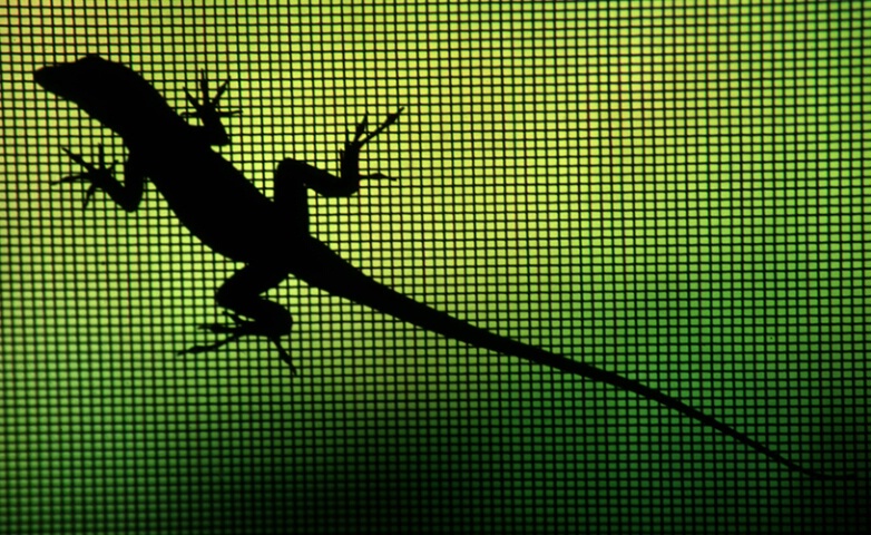 Lizard in my Window (Cuban Anole)