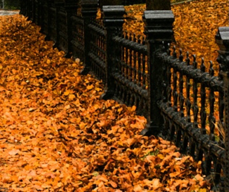 Leaves And Gate